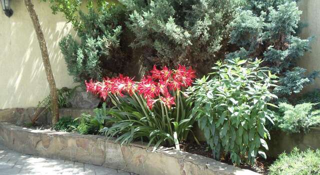 Гостиница Krokus Guest House Адлер-10